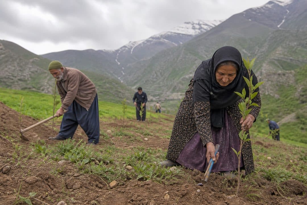 نهال‌کاری و منابع طبیعی
