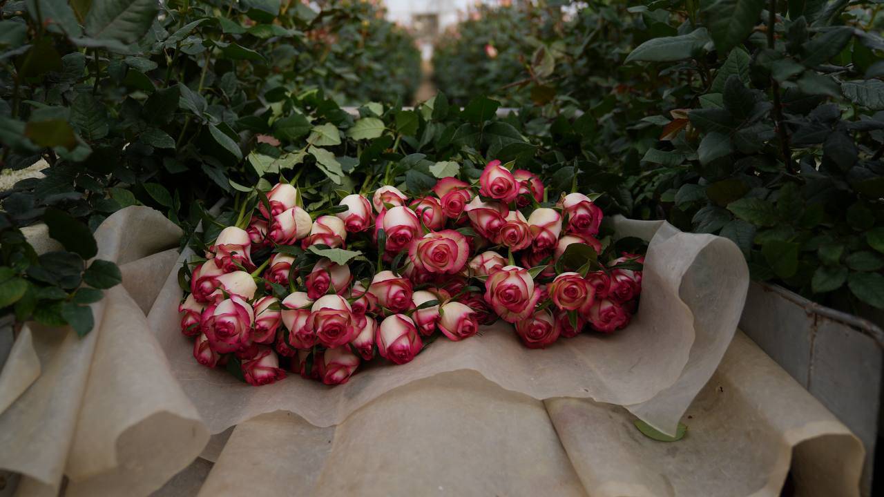 IMG_20261024_104532_947